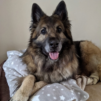 Adele was recommended to me by a good friend of mine. My German Shepard Jaxx was under her care for three and a half years. Adele is a 100% trustworthy, reliable and unbelievably accommodating, I can’t recommend her highly enough. My little man loved her & I’ll always be grateful for her fle