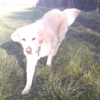 I am so pleased to have received this testimonial from Lorraine, thank you so much.I wholeheartedly recommend Adele,who has proved to be an absolute ´star´ in walking my golden retriever Joey!She has constantly reworked her schedule to ensure he has his daily walks whilst I recover f